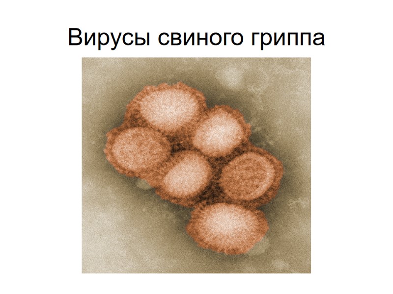 Вирусы свиного гриппа